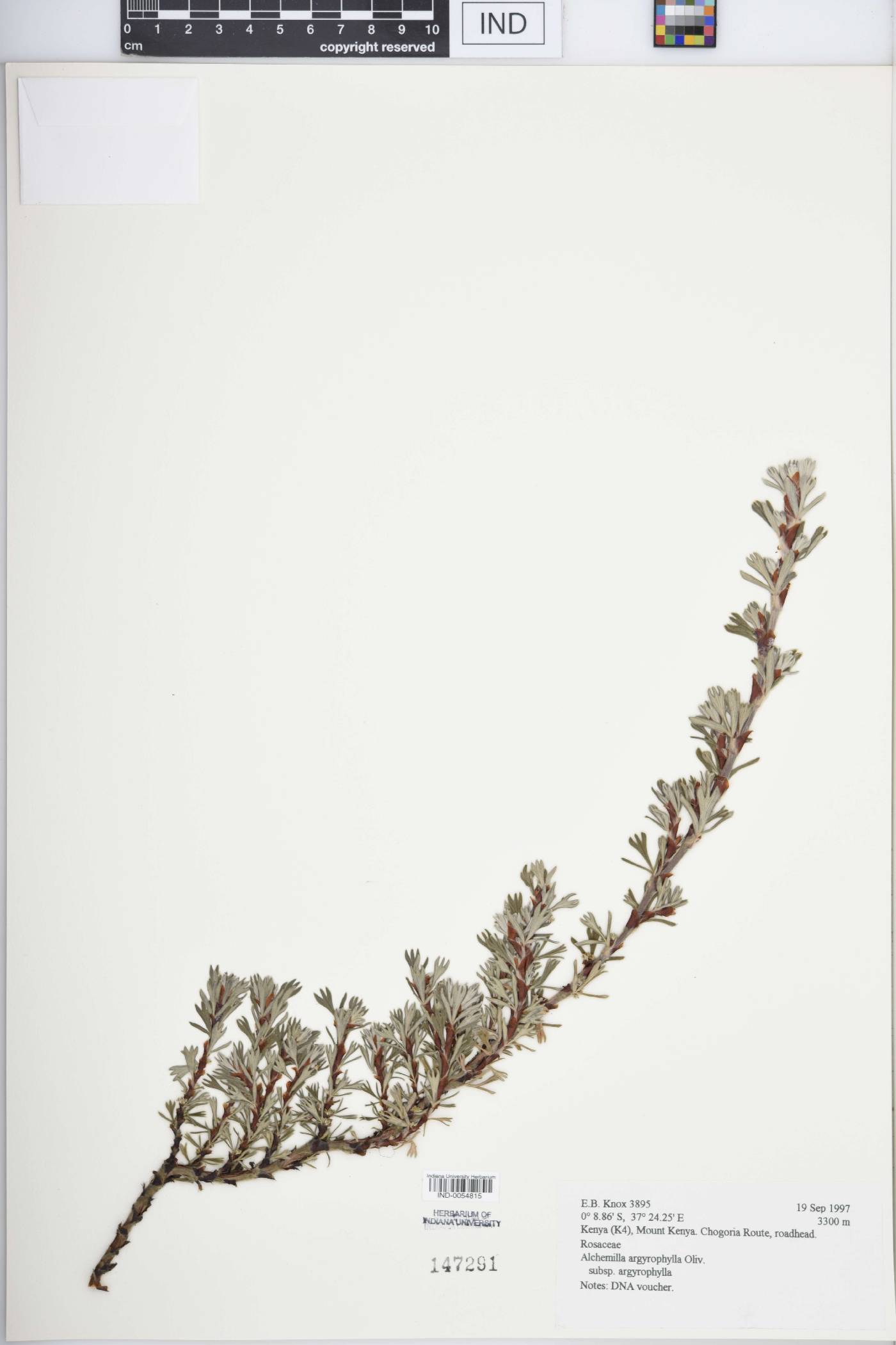 Alchemilla argyrophylla image