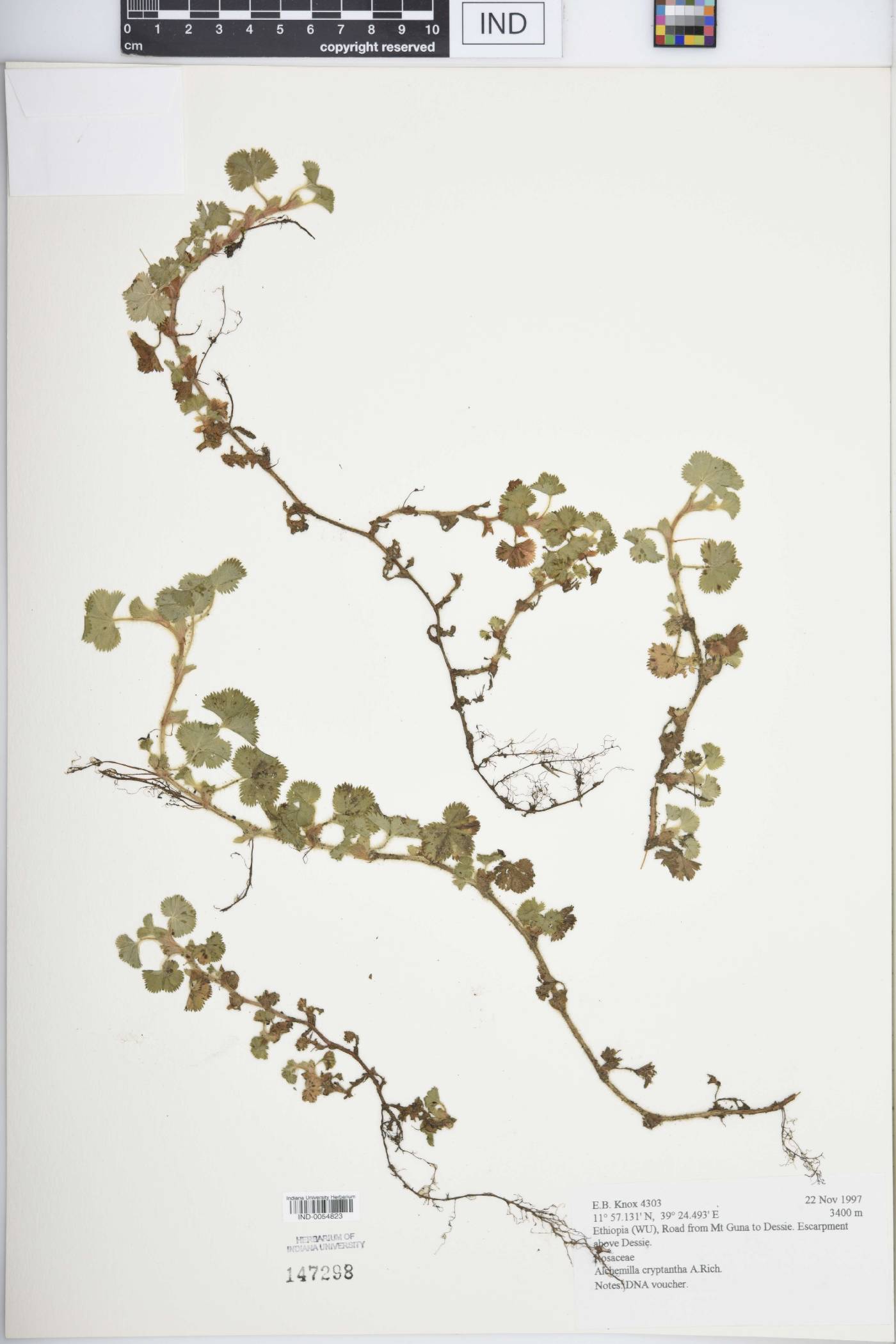 Alchemilla cryptantha image