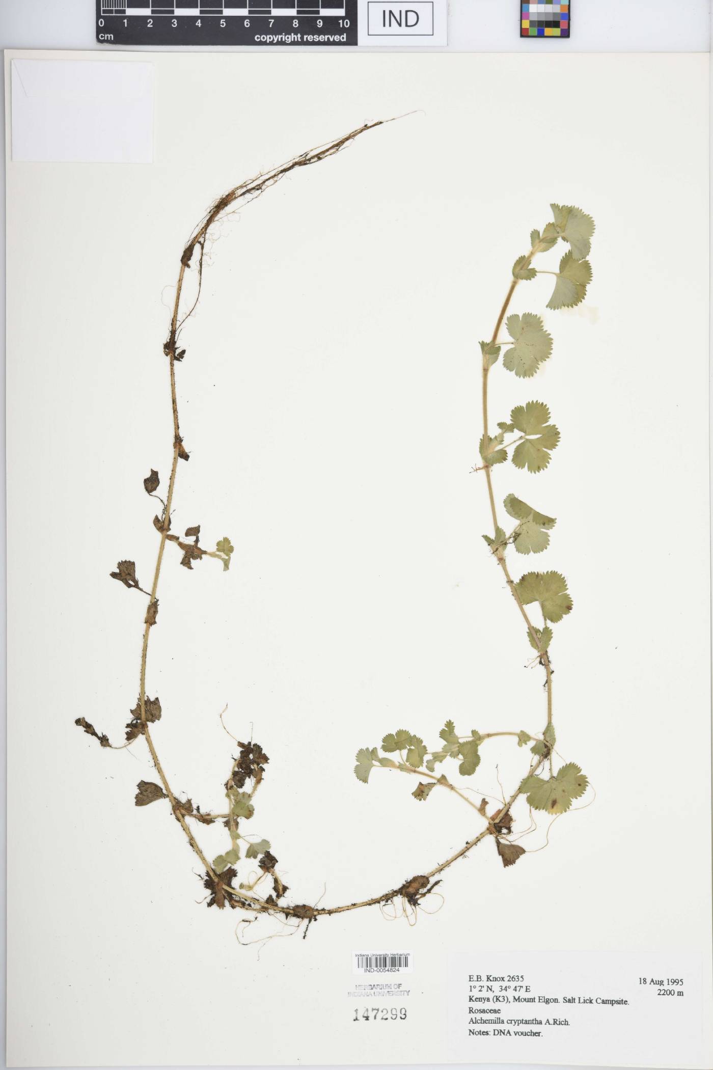 Alchemilla cryptantha image