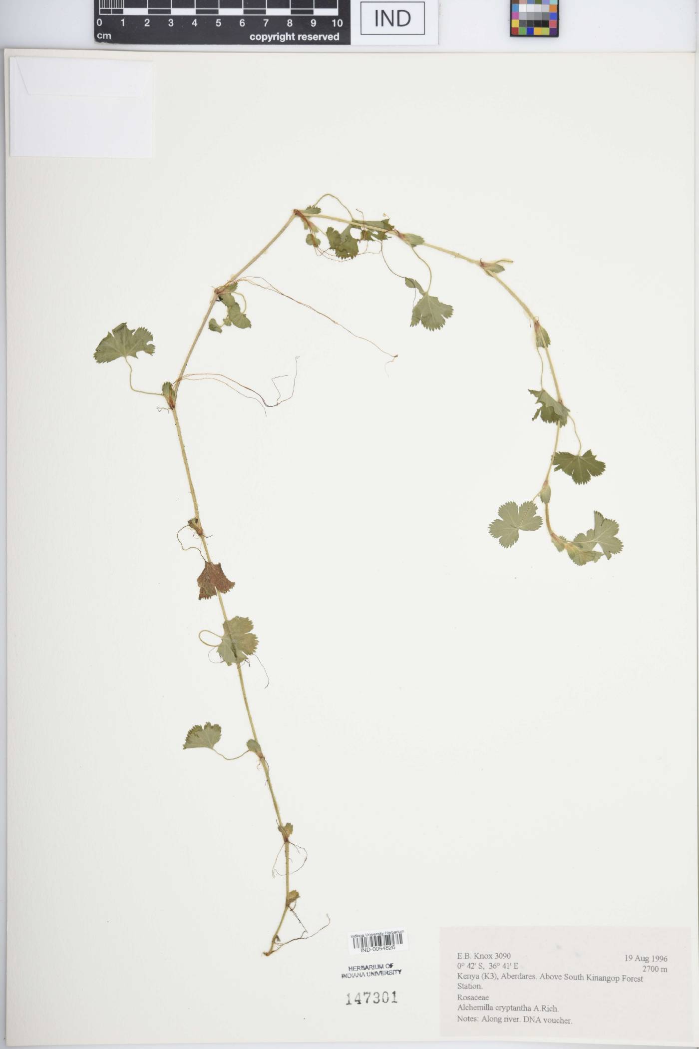 Alchemilla cryptantha image