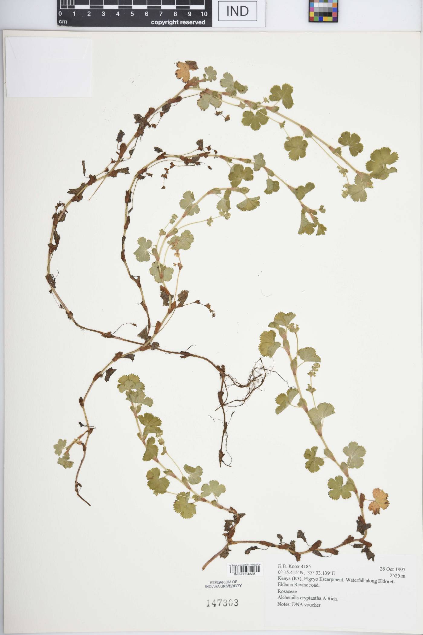Alchemilla cryptantha image