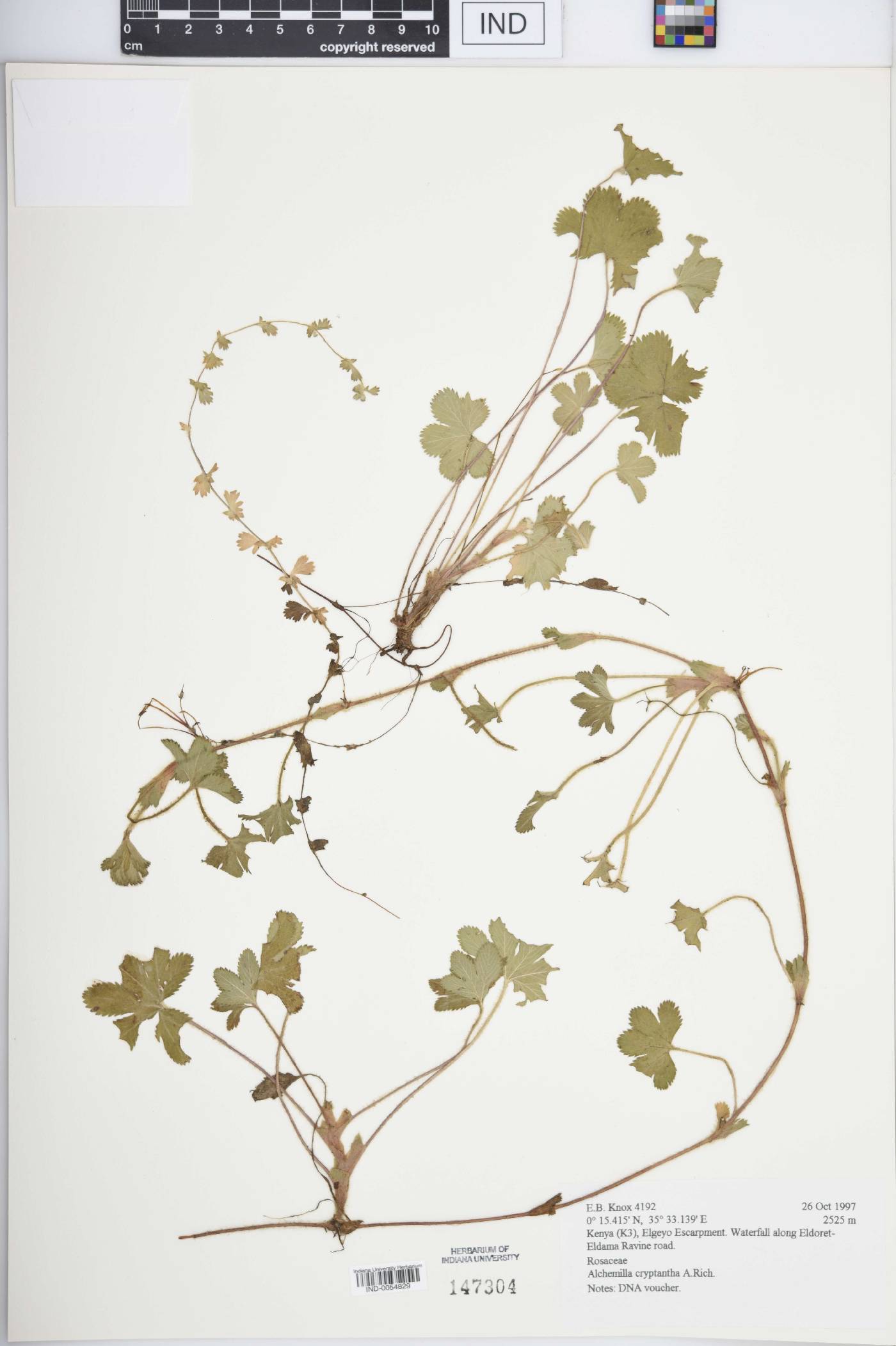 Alchemilla cryptantha image