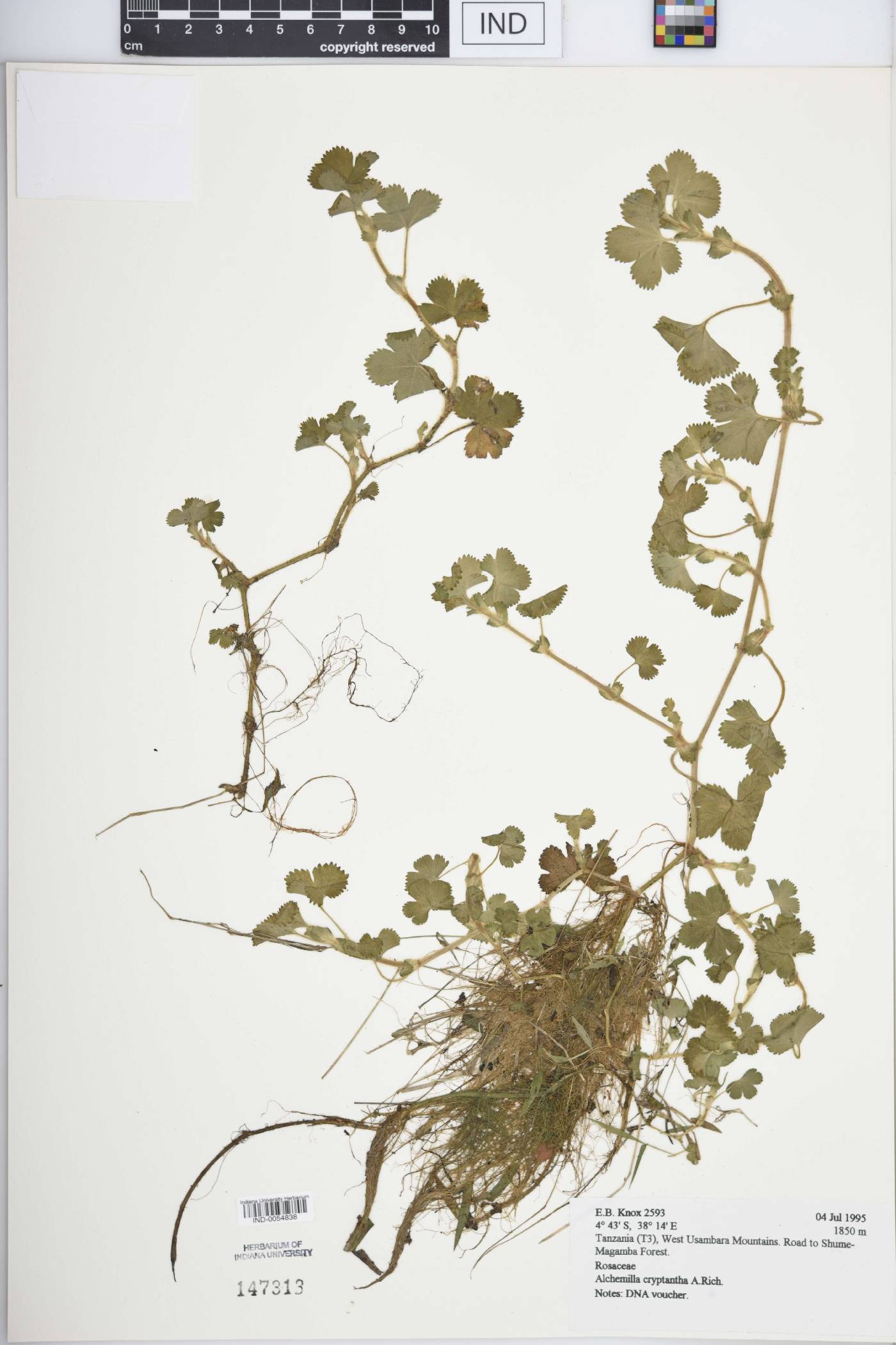 Alchemilla cryptantha image