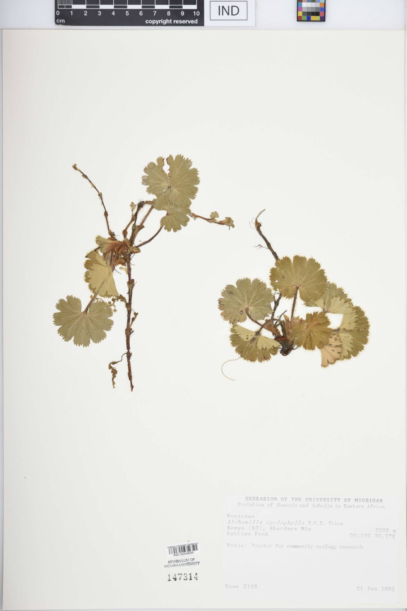 Alchemilla cyclophylla image