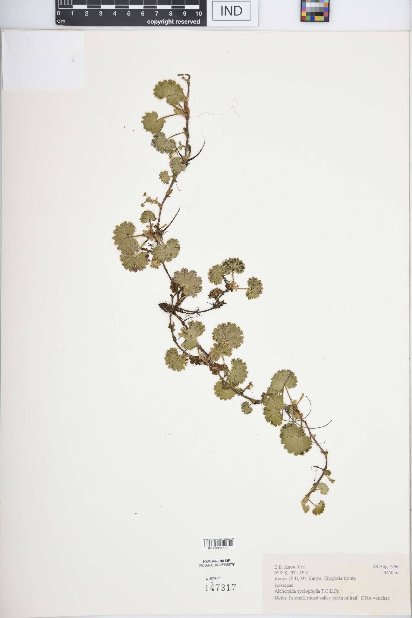 Alchemilla cyclophylla image