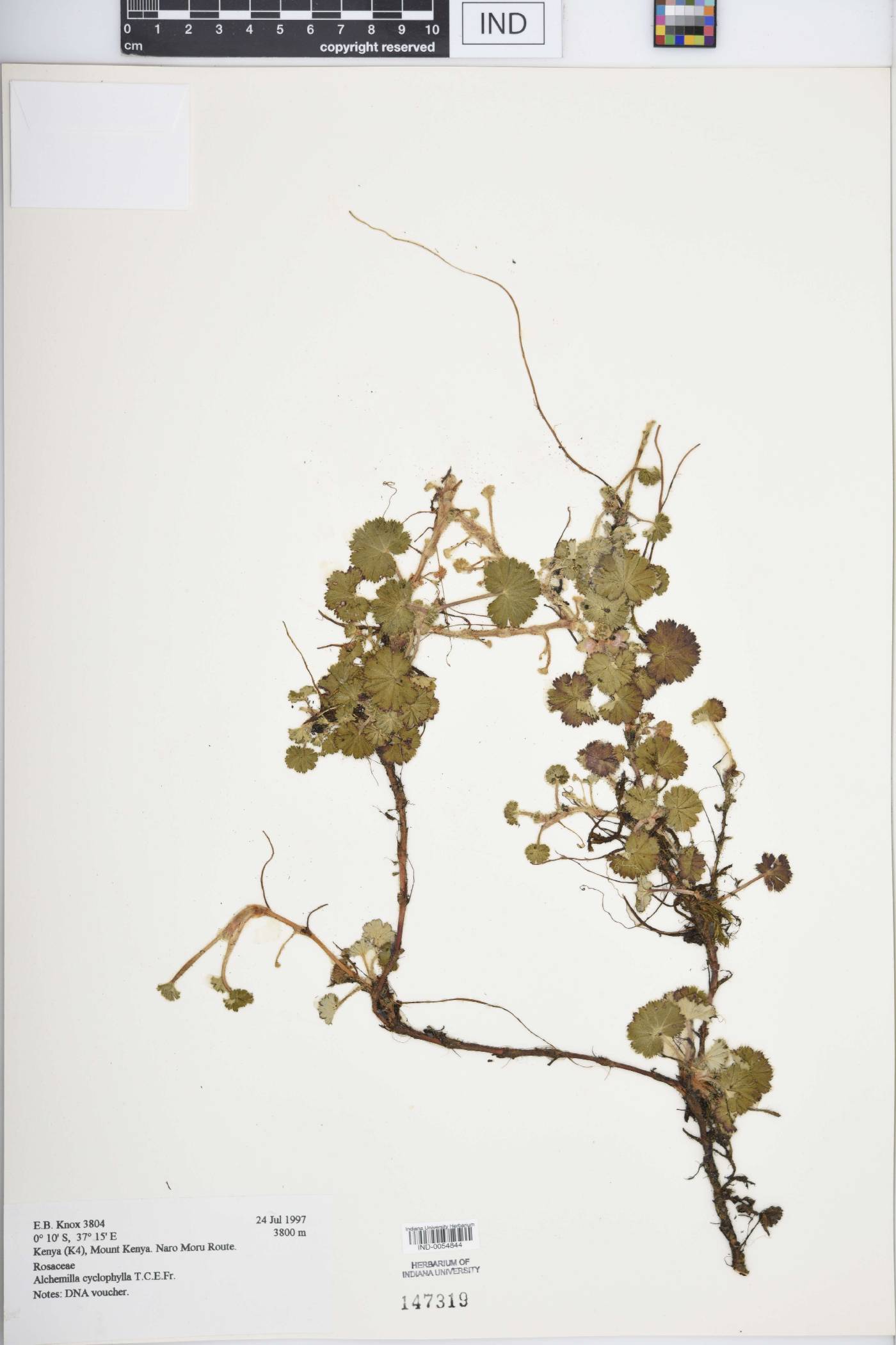 Alchemilla cyclophylla image