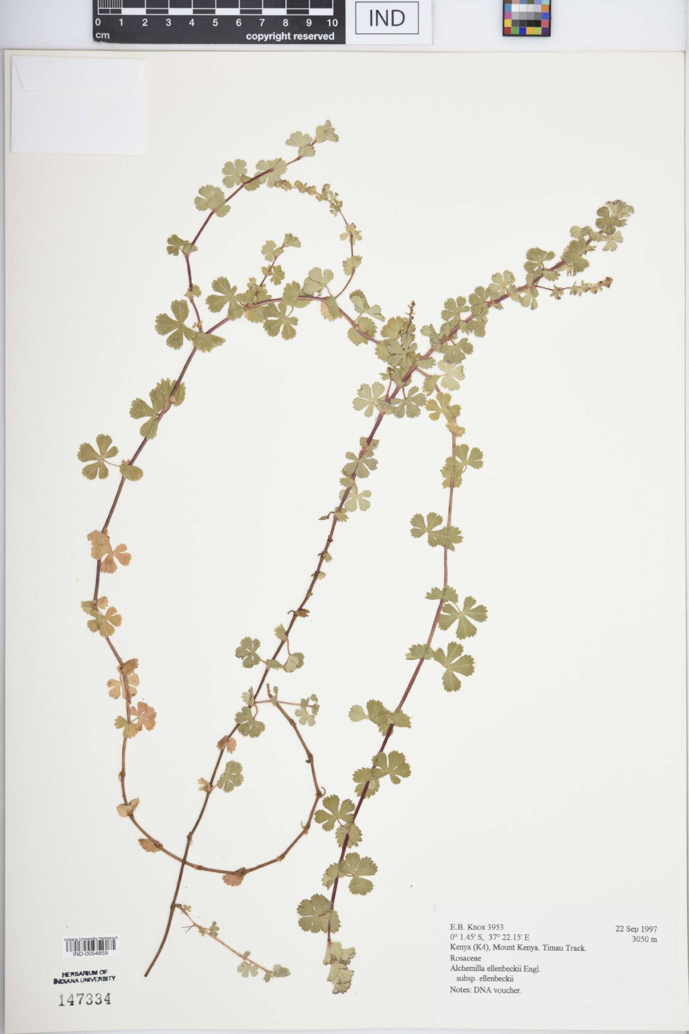 Alchemilla ellenbeckii image