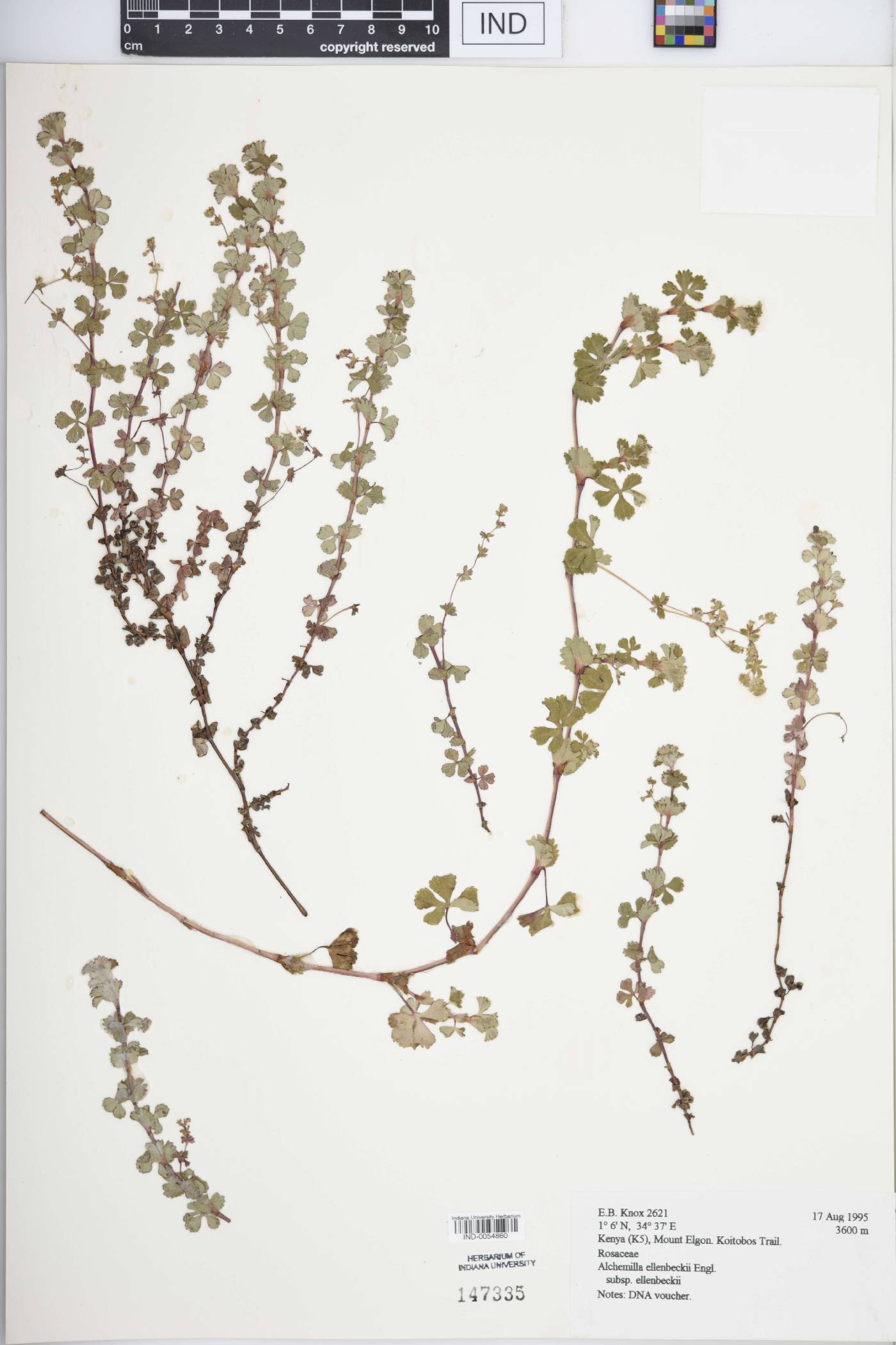 Alchemilla ellenbeckii image