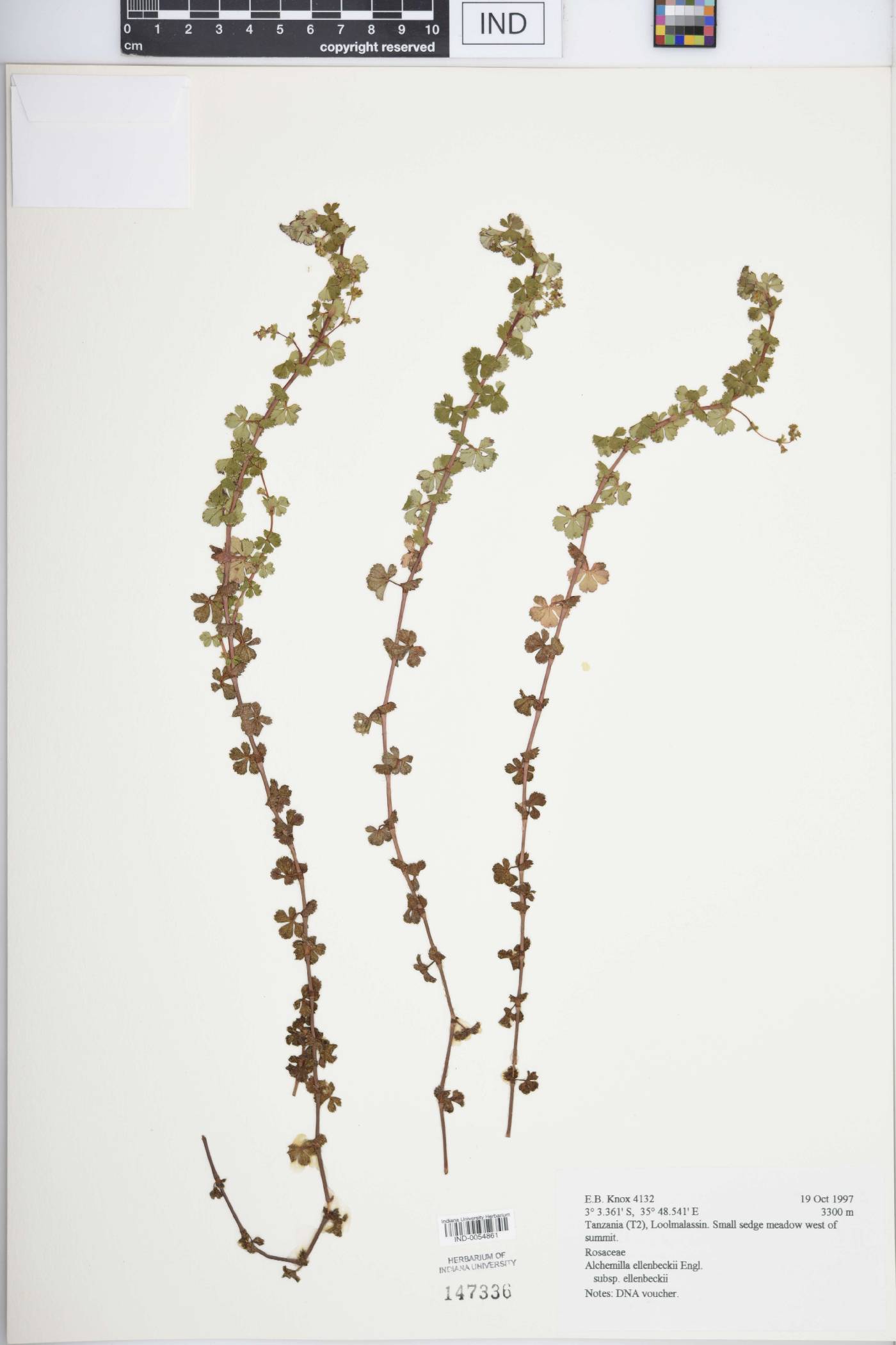 Alchemilla ellenbeckii image