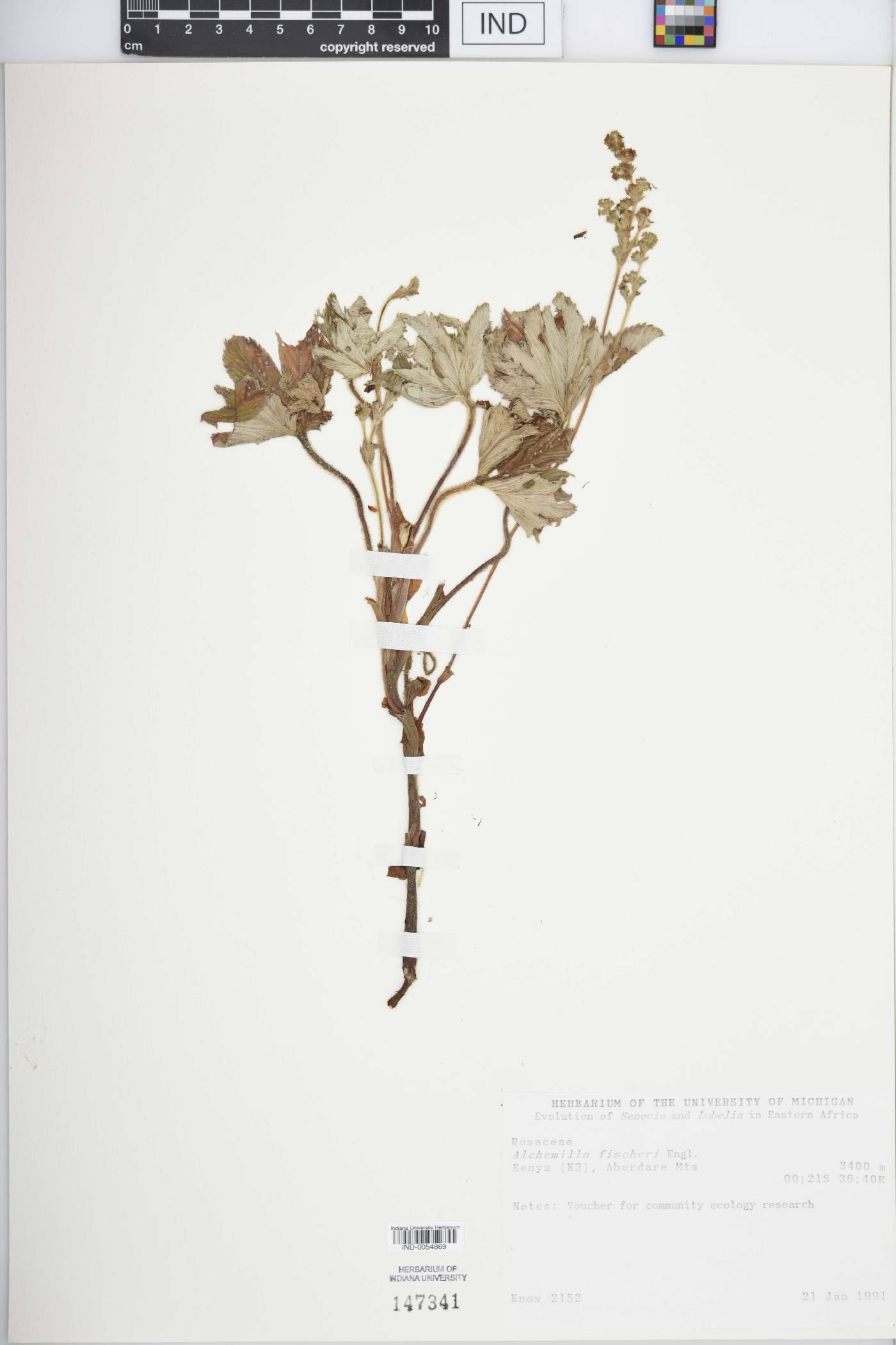 Alchemilla fischeri image