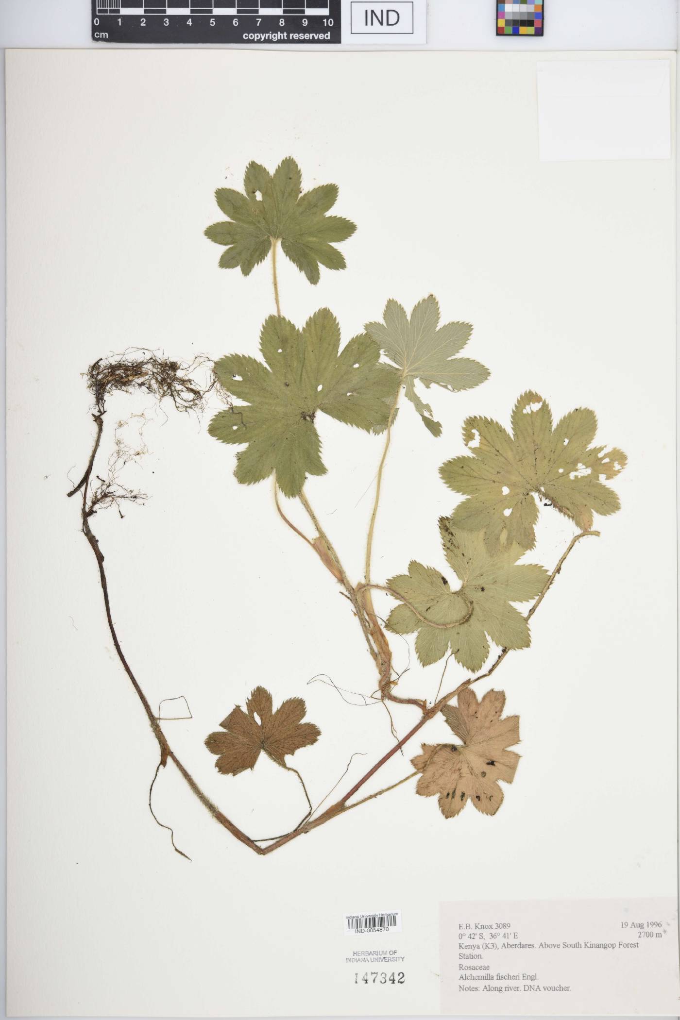 Alchemilla fischeri image