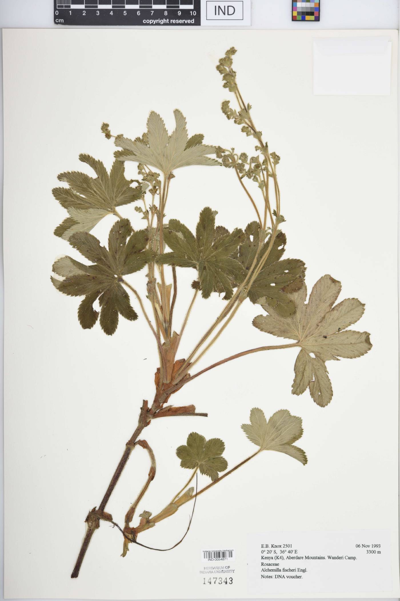 Alchemilla fischeri image