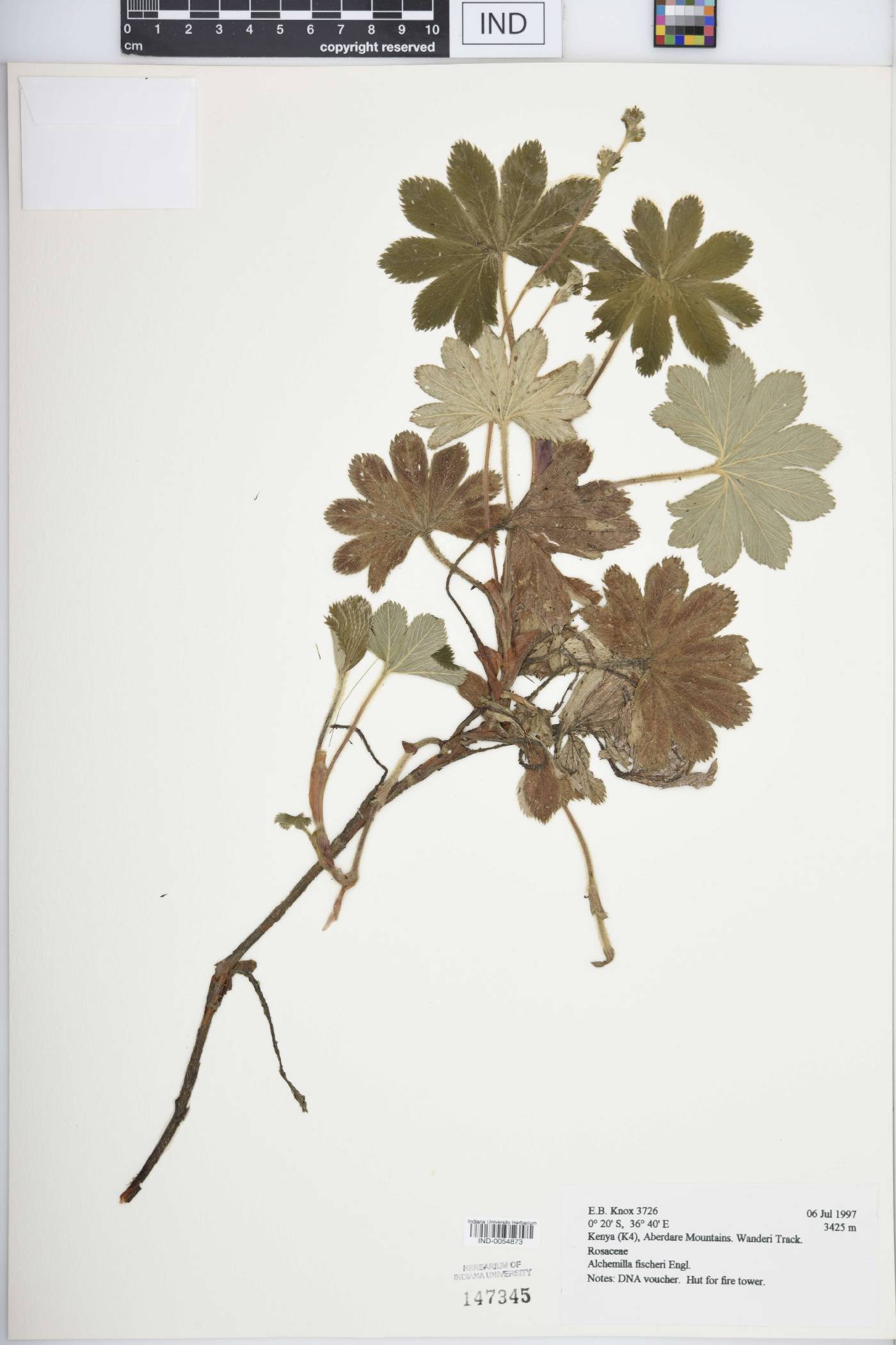 Alchemilla fischeri image