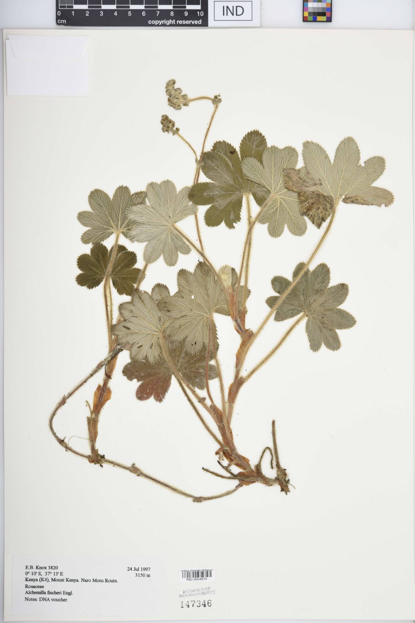 Alchemilla fischeri image