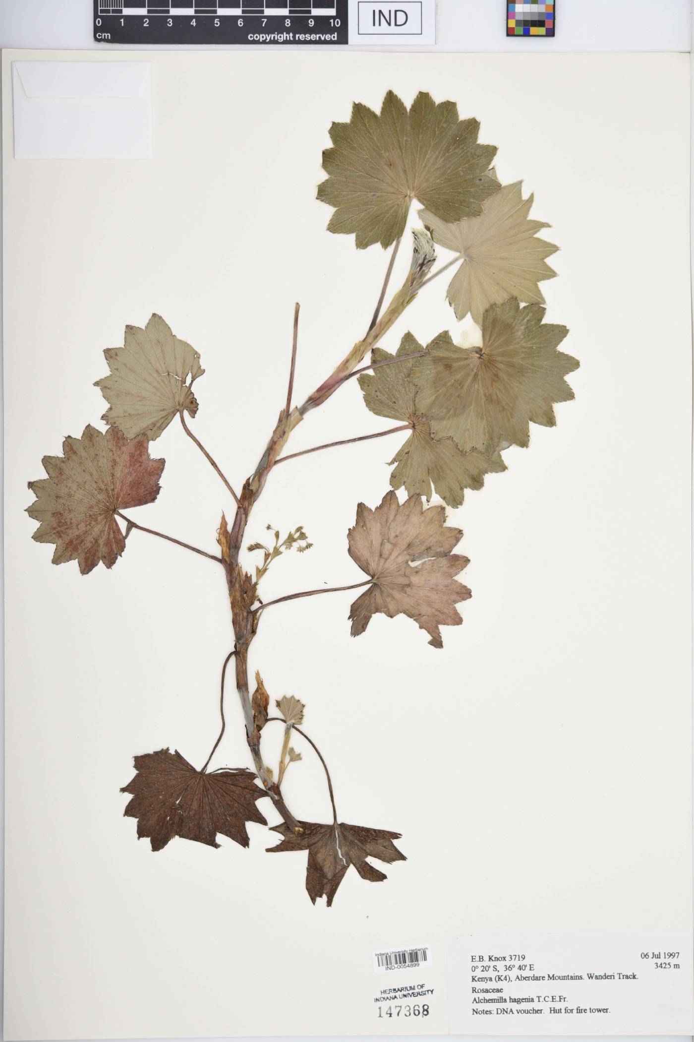 Alchemilla hagenia image