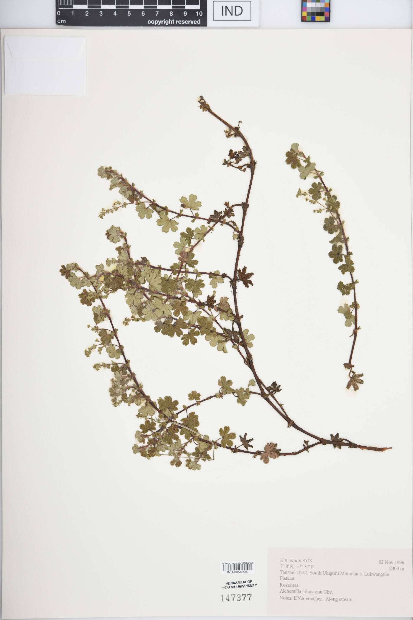 Alchemilla johnstonii image