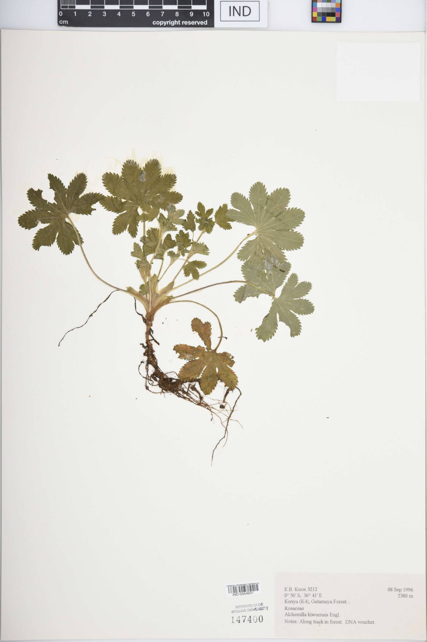 Alchemilla kiwuensis image