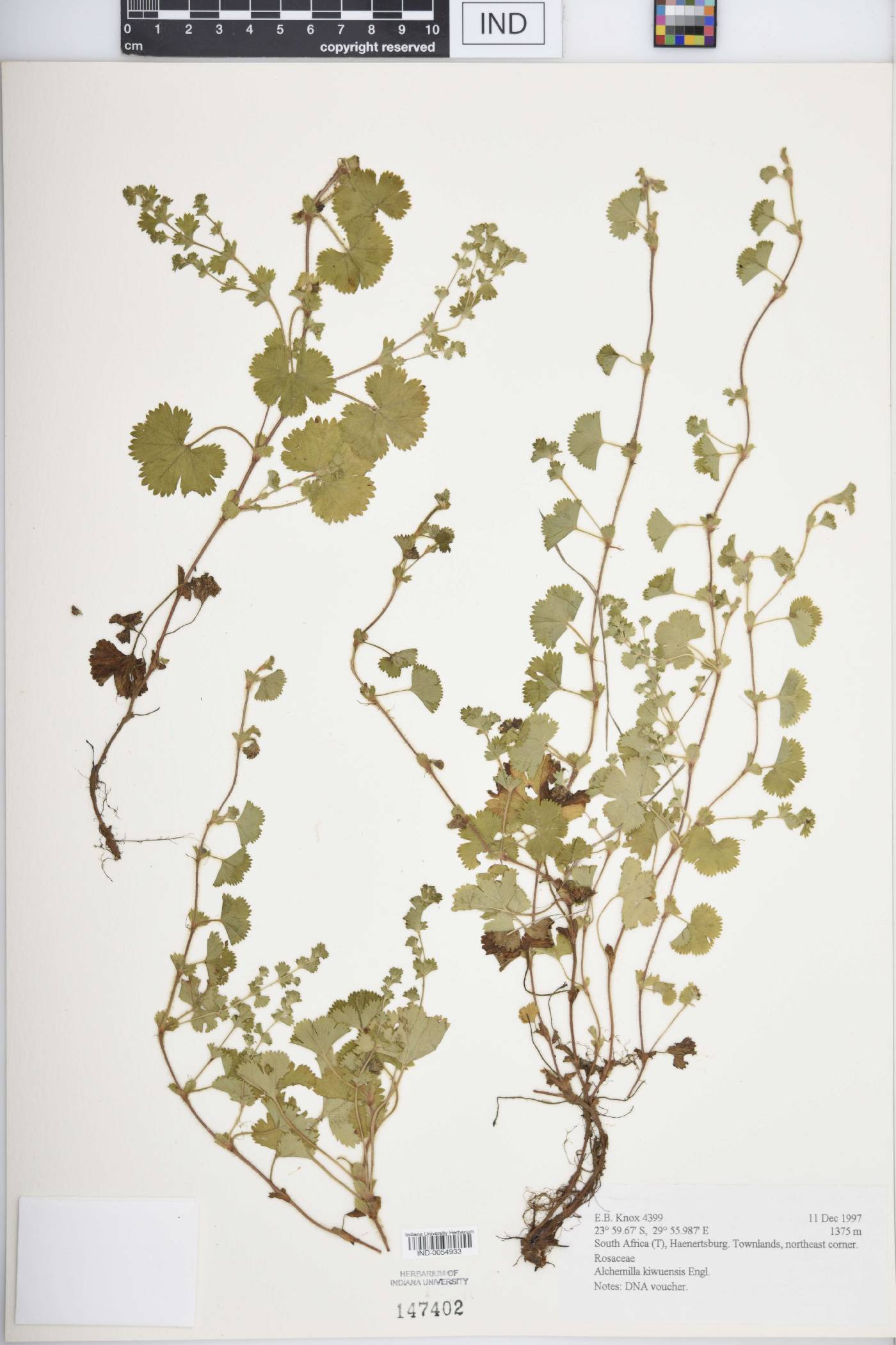 Alchemilla kiwuensis image