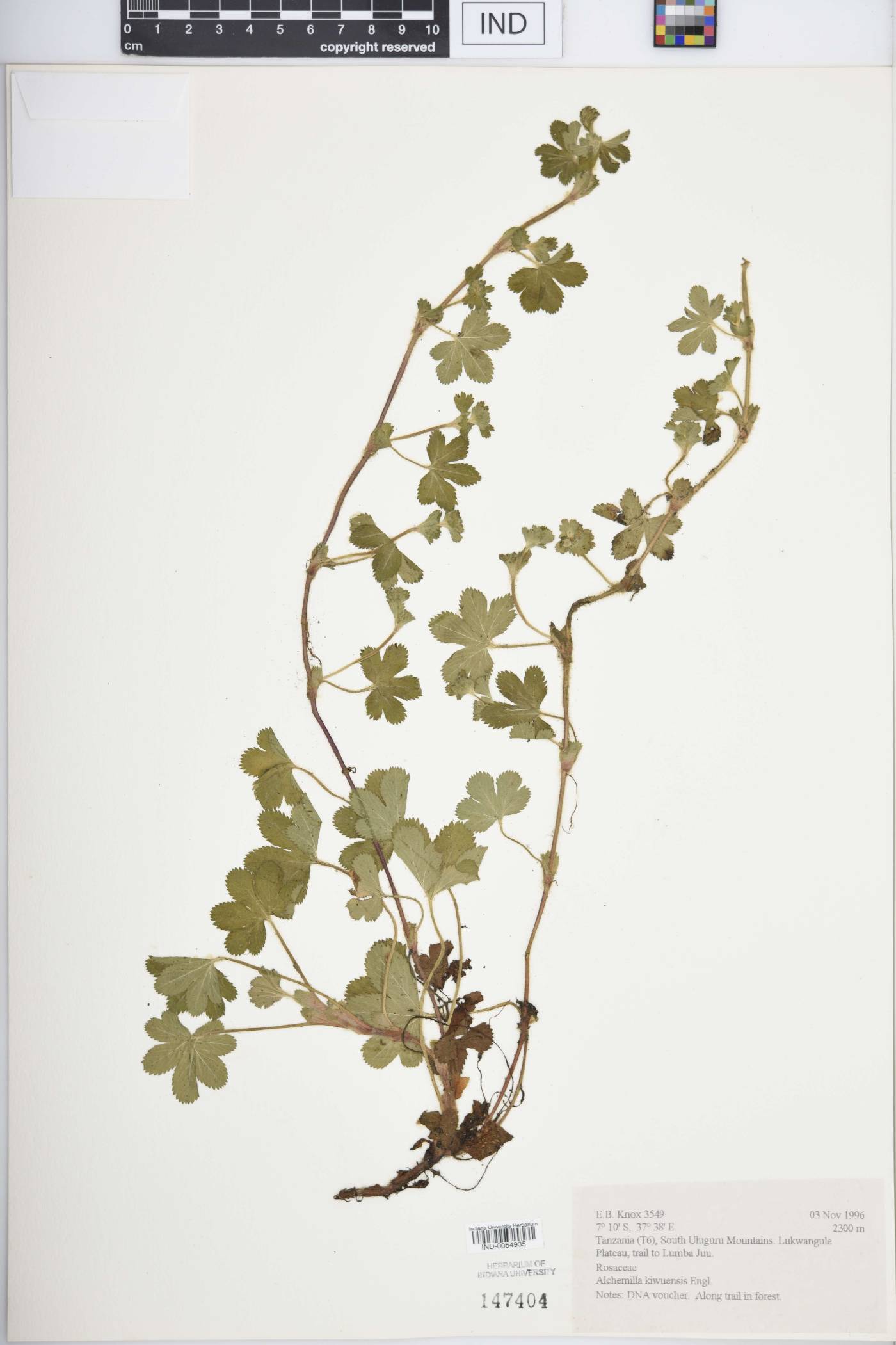 Alchemilla kiwuensis image