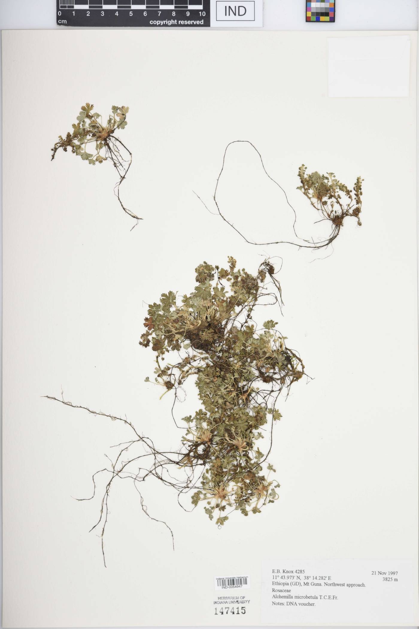 Alchemilla microbetula image