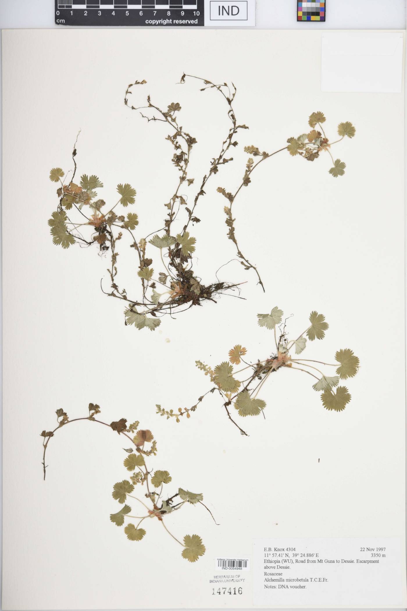 Alchemilla microbetula image