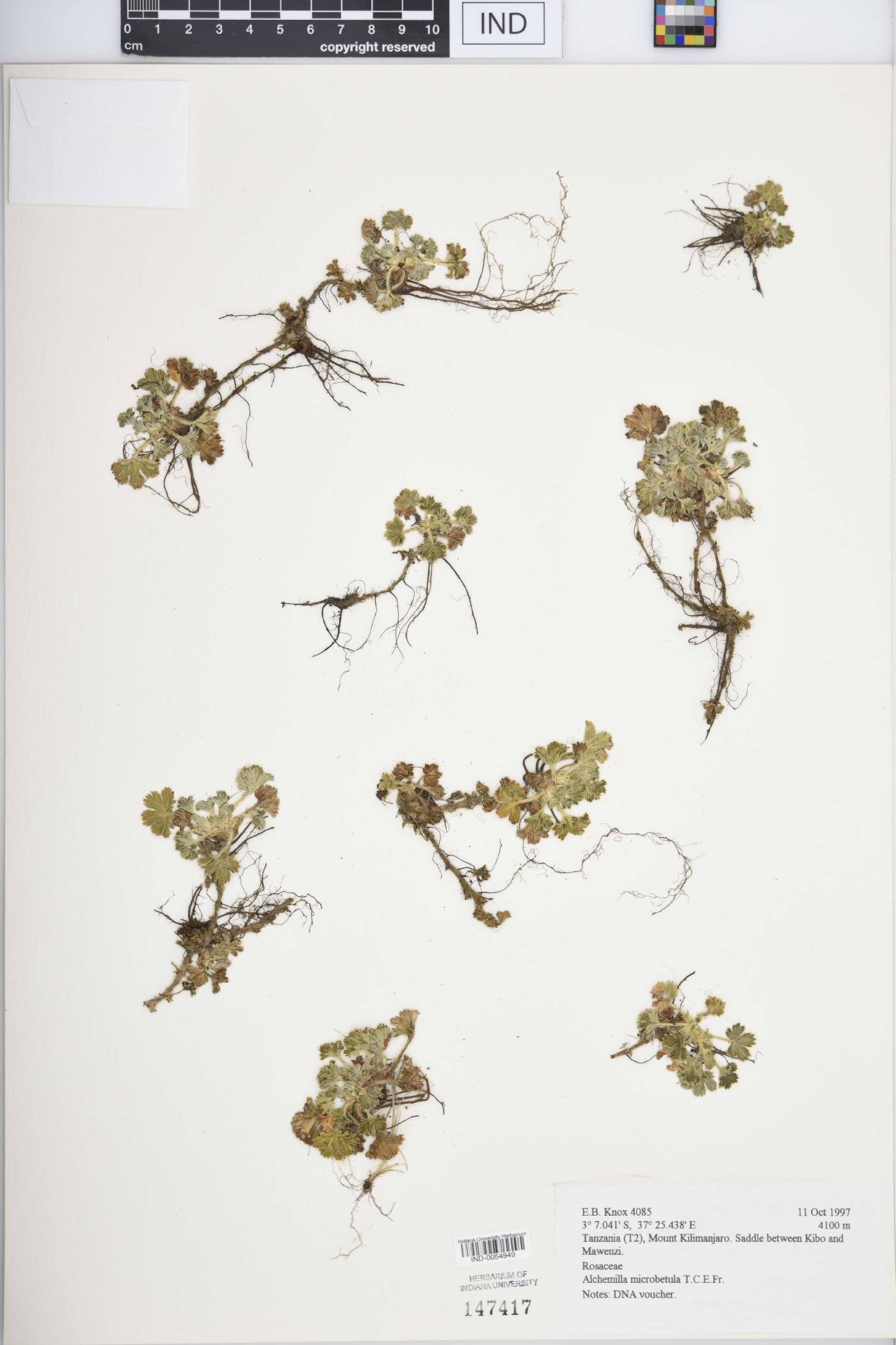 Alchemilla microbetula image