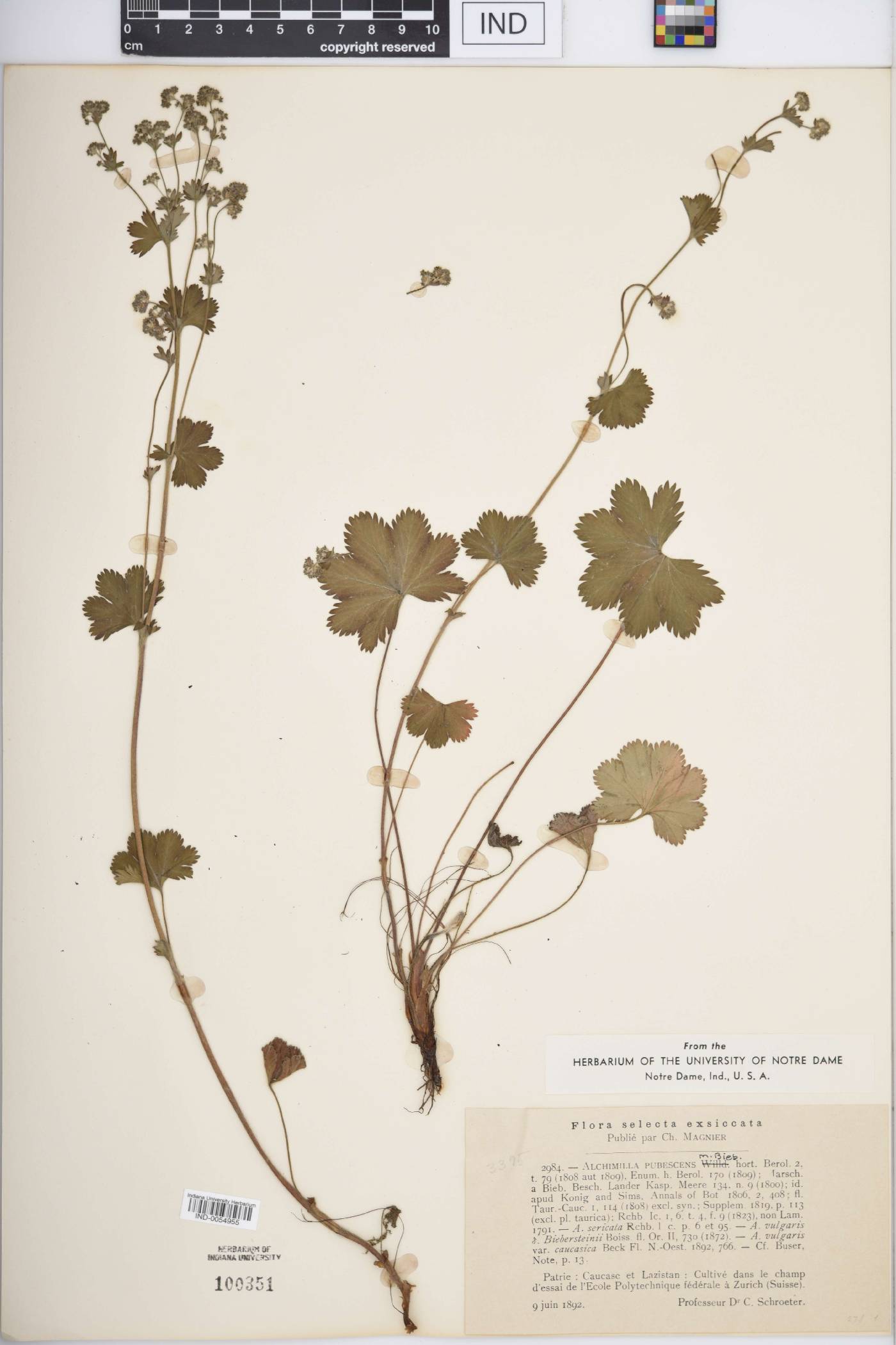 Alchemilla sericata image