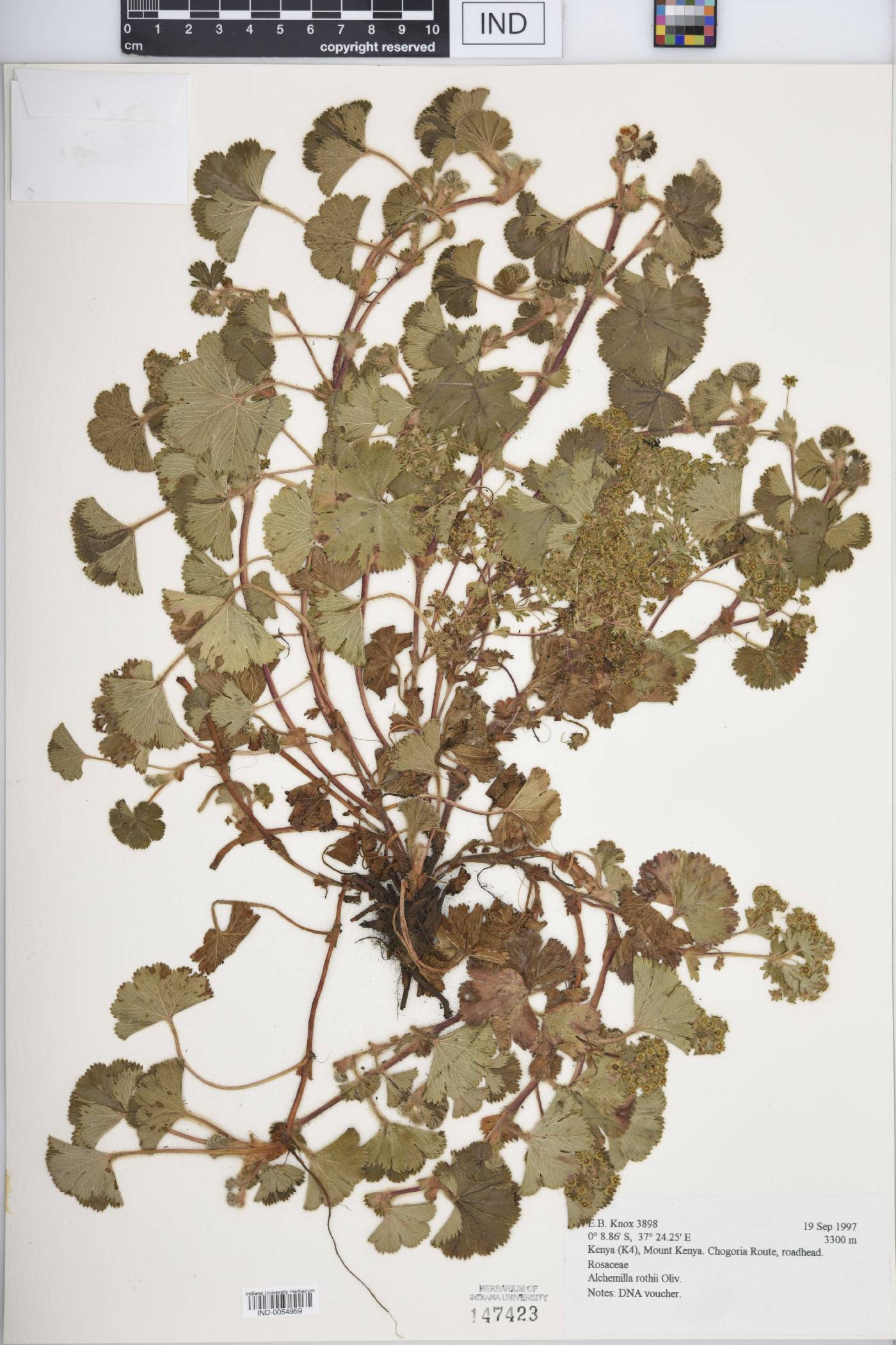 Alchemilla rothii image