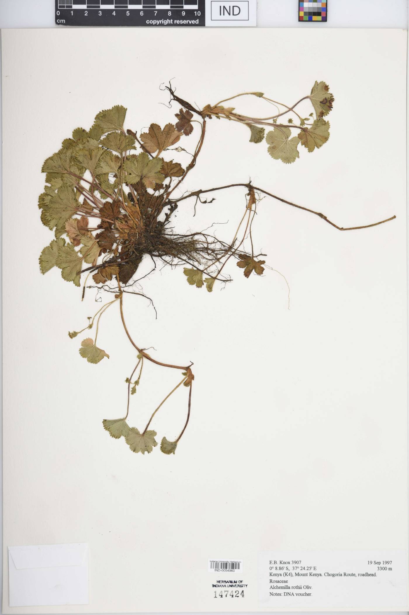 Alchemilla rothii image