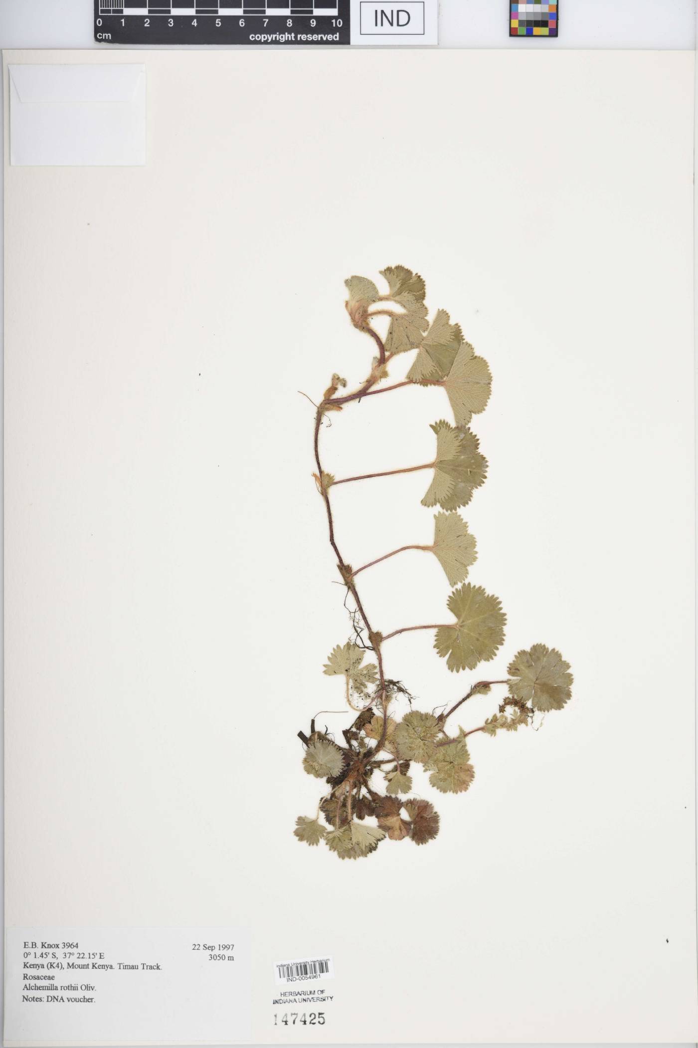 Alchemilla rothii image