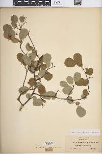 Amelanchier alnifolia image