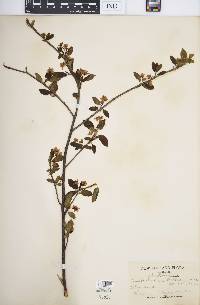 Amelanchier bartramiana image