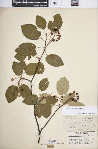 Amelanchier laevis image