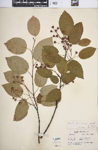 Amelanchier laevis image