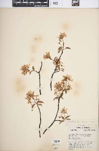 Amelanchier laevis image