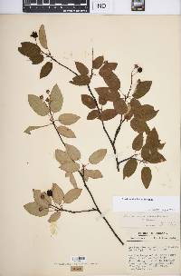 Amelanchier laevis image