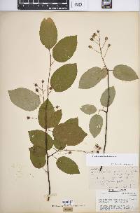 Amelanchier laevis image