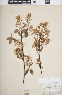 Amelanchier laevis image