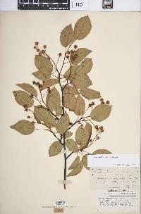 Amelanchier laevis image