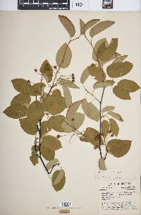 Amelanchier laevis image