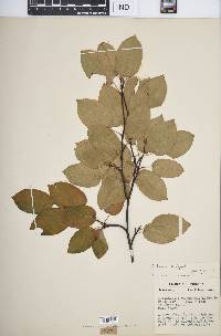 Amelanchier laevis image