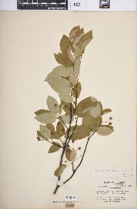 Amelanchier laevis image