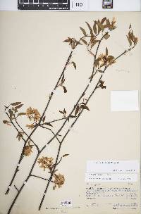 Amelanchier laevis image