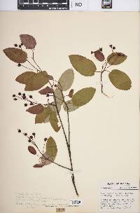 Amelanchier laevis image