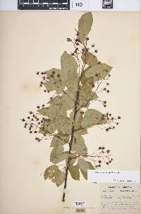 Amelanchier laevis image