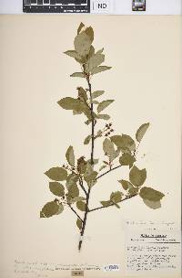 Amelanchier laevis image