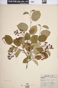 Amelanchier laevis image