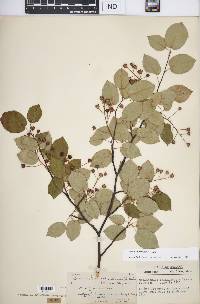 Amelanchier laevis image