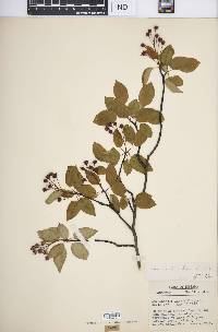 Amelanchier laevis image