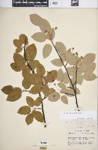 Amelanchier laevis image